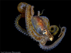 Juvenile octopus by Iyad Suleyman 